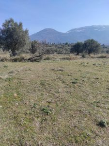 ΟΙΚΟΠΕΔΑ 2 ΓΥΜΝΟΥ (2)