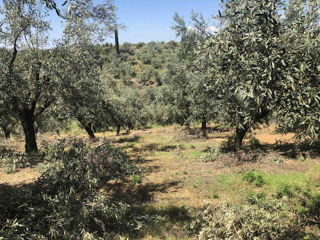 Elaios